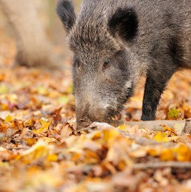 12/11 – Wild op de BBQ