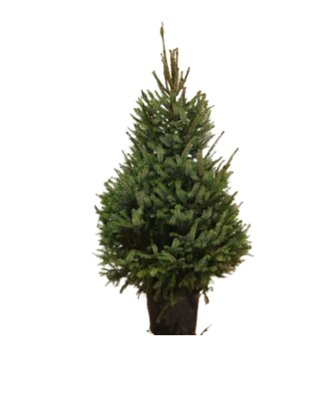 Omorika 125-150 (A-kwaliteit)